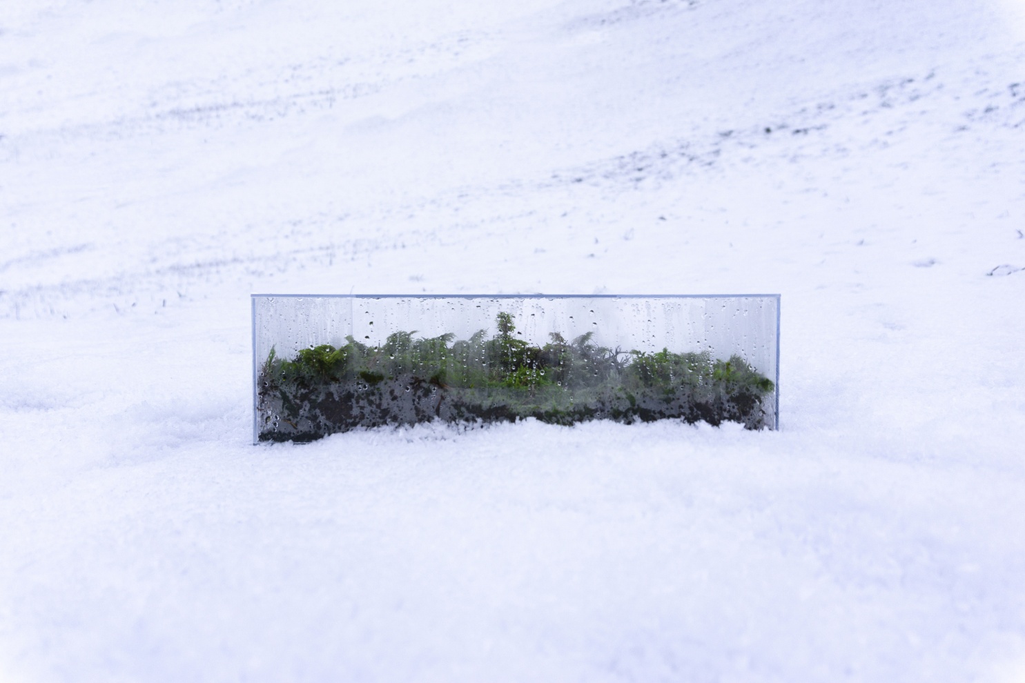 5 Types of Moss