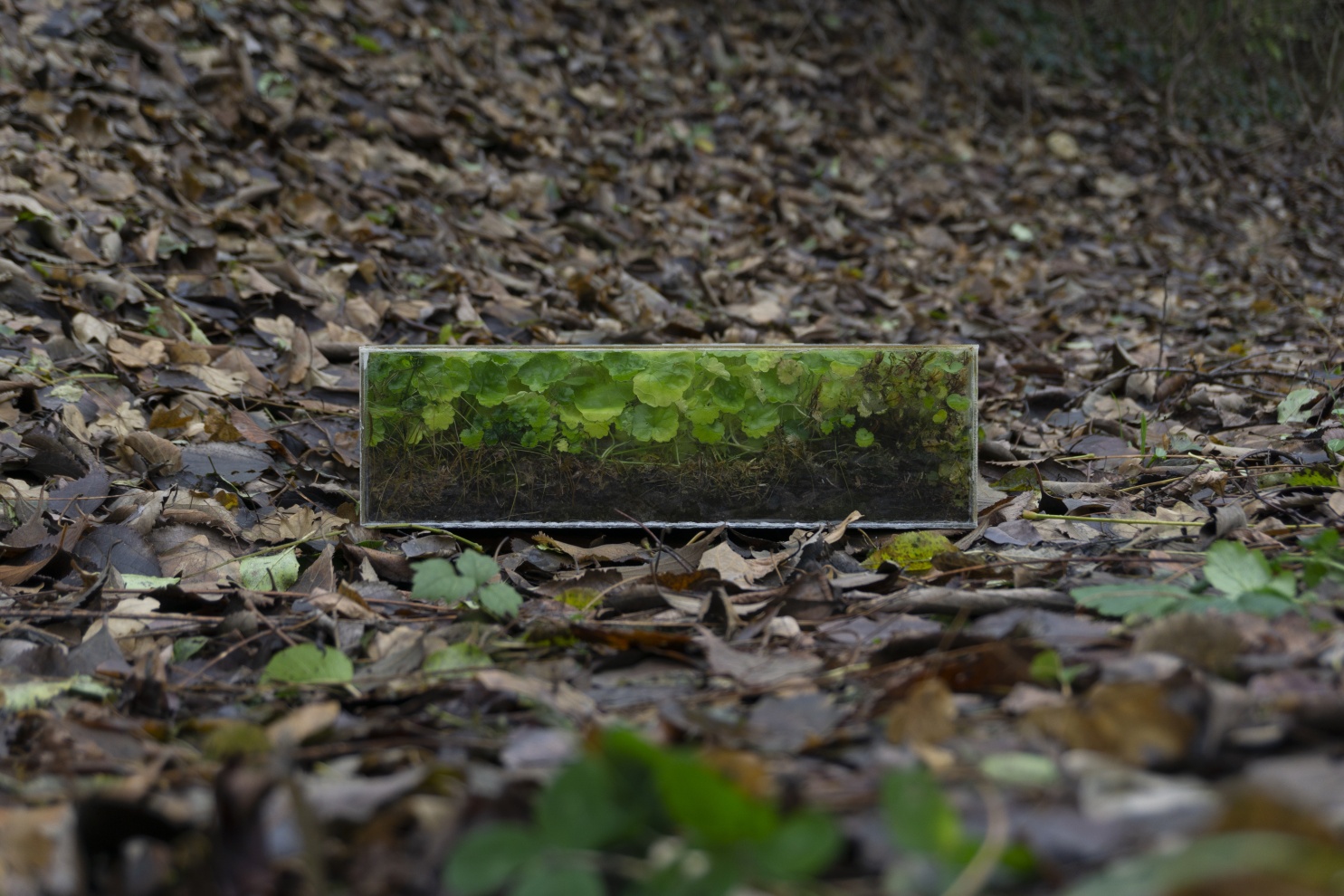 5 Types of Moss