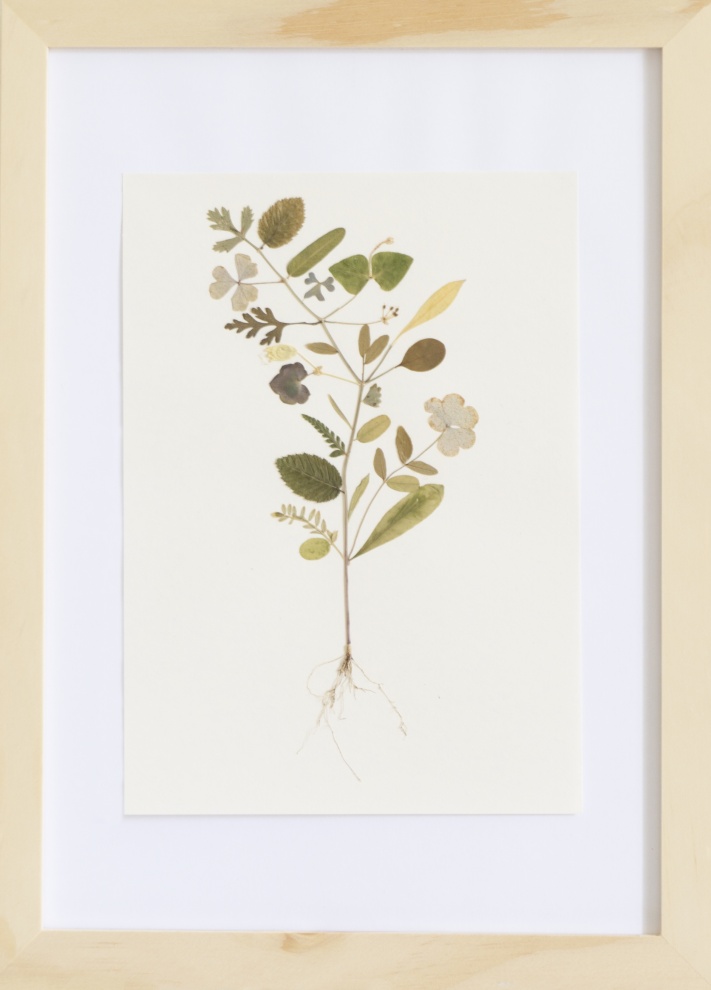 Herbarium of the Urpflanze
