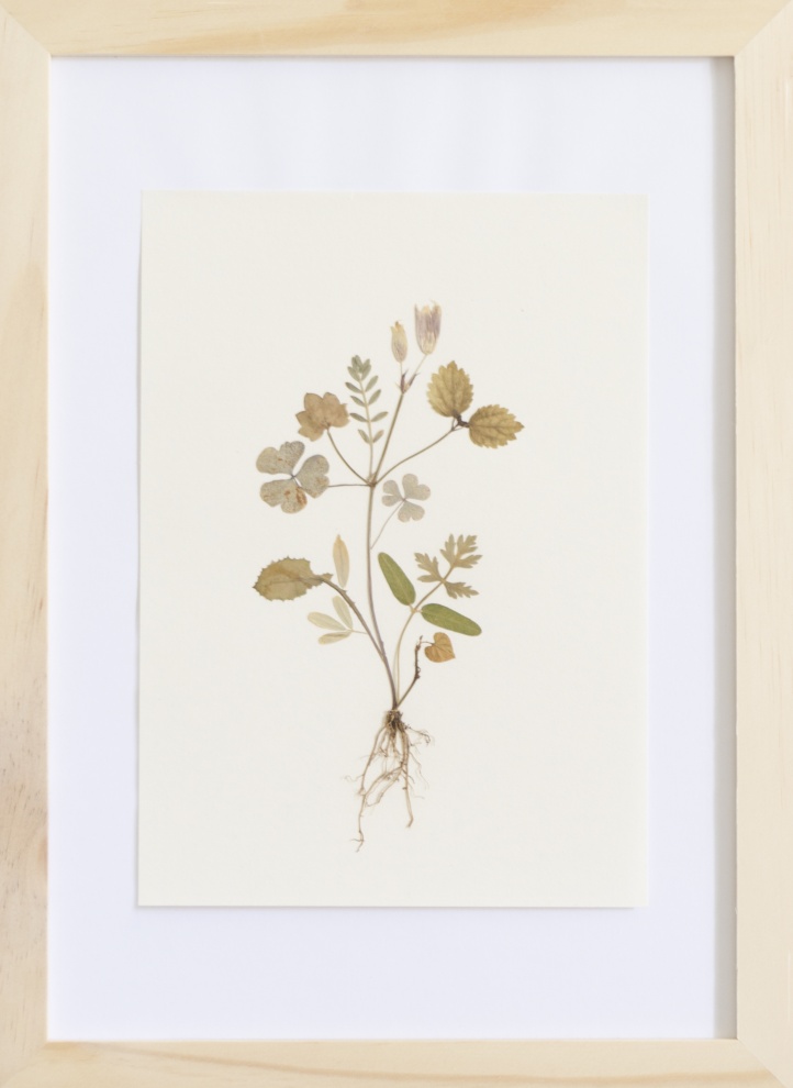 Herbarium of the Urpflanze