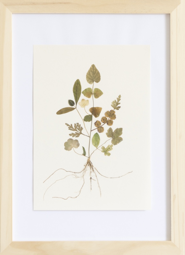 Herbarium of the Urpflanze