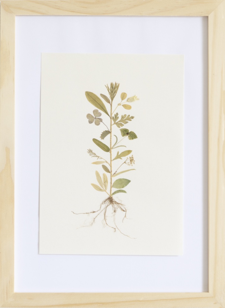 Herbarium of the Urpflanze