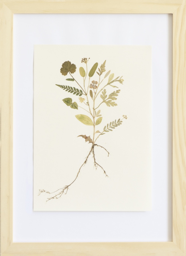Herbarium of the Urpflanze