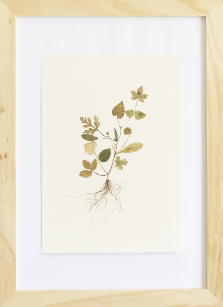 Herbarium of the Urpflanze