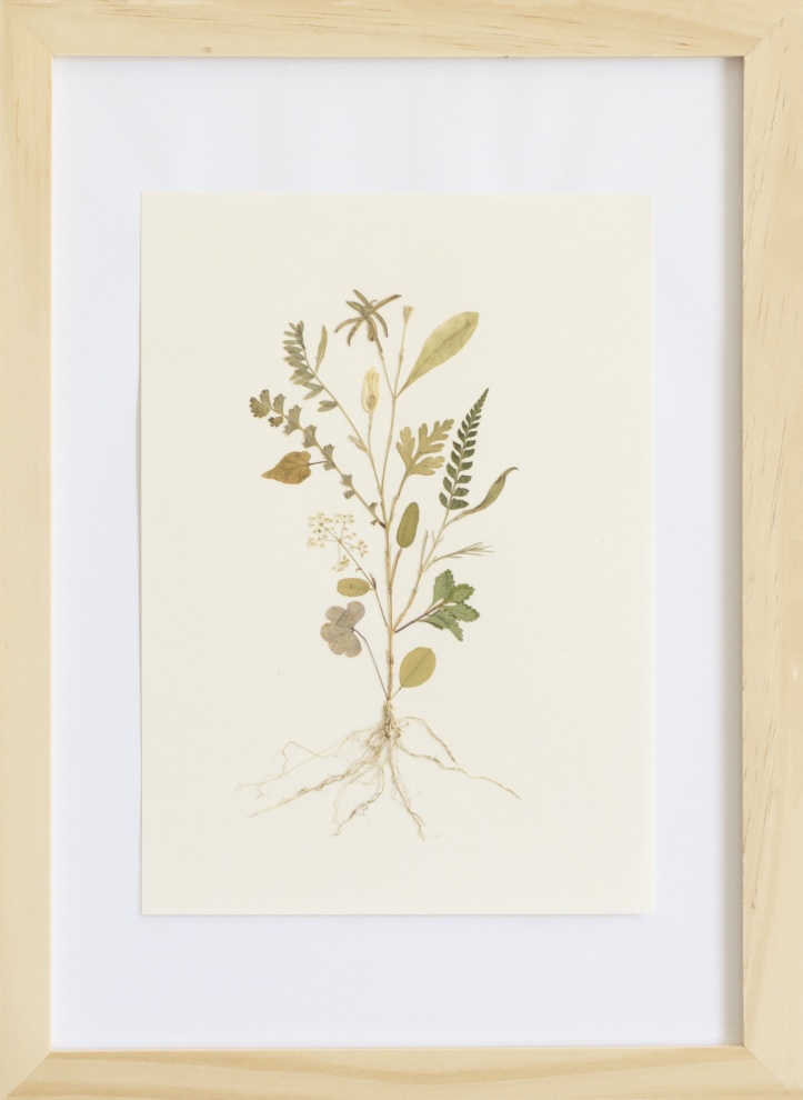 Herbarium of the Urpflanze