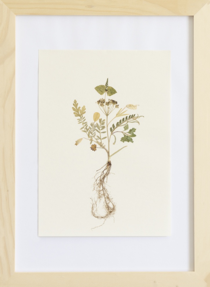 Herbarium of the Urpflanze