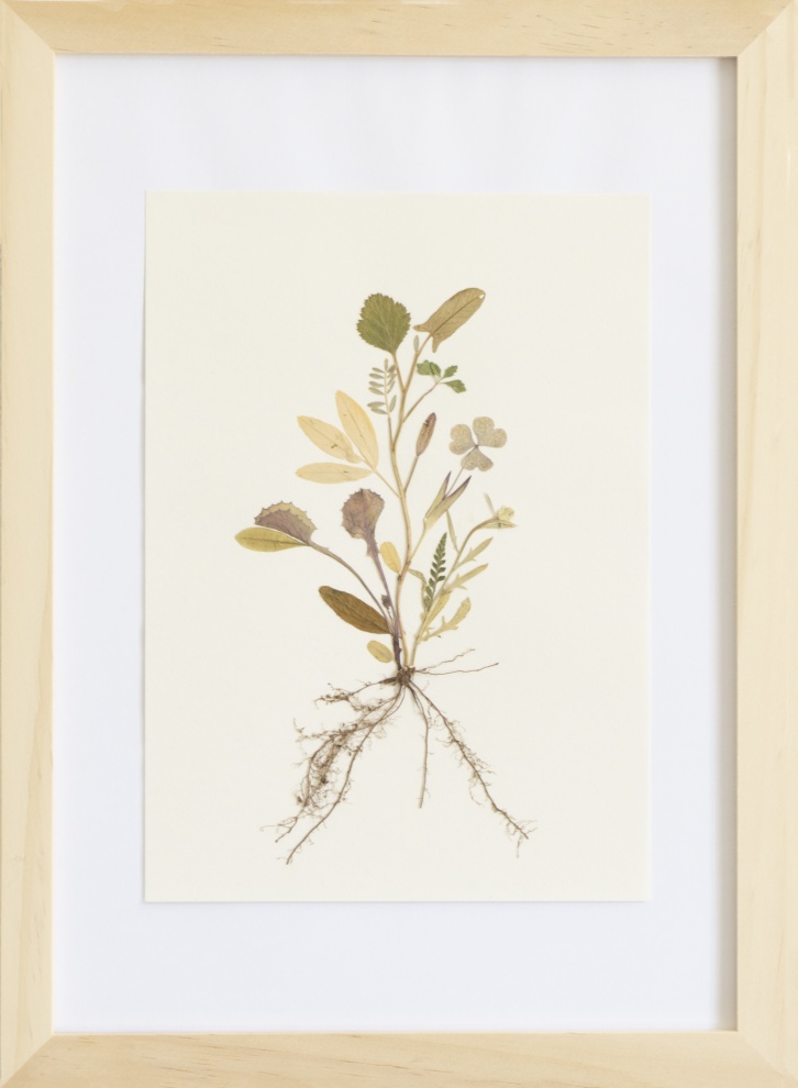 Herbarium of the Urpflanze