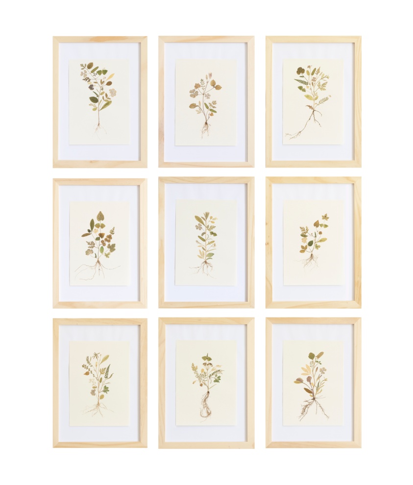 Herbarium of the Urpflanze